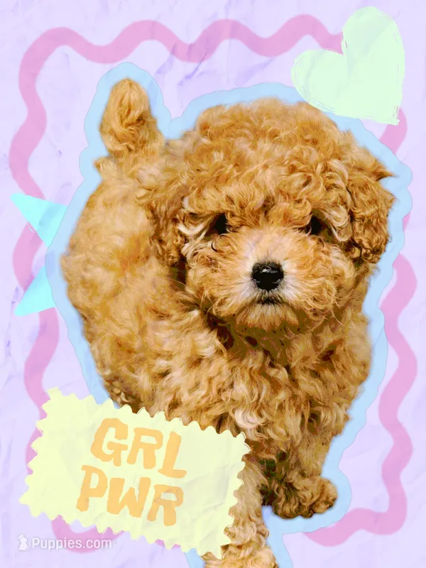 AKC Callie pending., a female Poodle - Toy  for sale in Elnora, IN – Photo 1 of 9