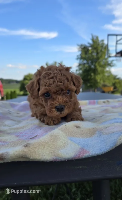 AKC Kai – Poodle - Toy  puppy for sale in Elnora, IN