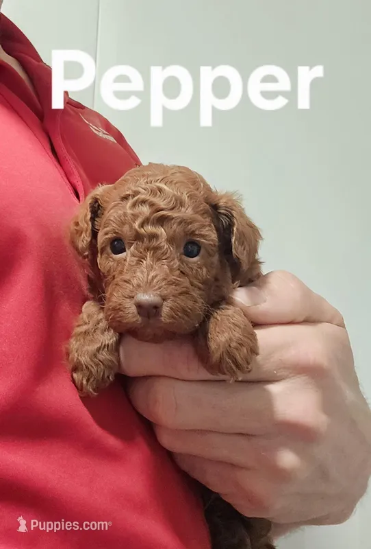 AKC Pepper, a male Poodle - Toy  for sale in Elnora, IN – Photo 1 of 5