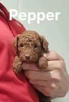 AKC Pepper, a male Poodle - Toy  for sale in Elnora, IN – Photo 1 of 5