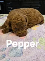 AKC Pepper, a male Poodle - Toy  for sale in Elnora, IN – Photo 2 of 5