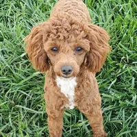 AKC Cupid, a male Poodle - Toy  for sale in Elnora, IN – Photo 6 of 7