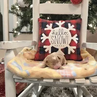 AKC Cupid, a male Poodle - Toy  for sale in Elnora, IN – Photo 4 of 7