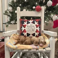 AKC Cupid, a male Poodle - Toy  for sale in Elnora, IN – Photo 5 of 7