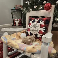 AKC Cupid, a male Poodle - Toy  for sale in Elnora, IN – Photo 3 of 7