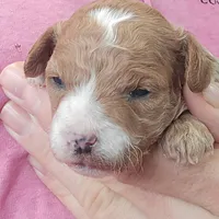 AKC Cupid, a male Poodle - Toy  for sale in Elnora, IN – Photo 2 of 7