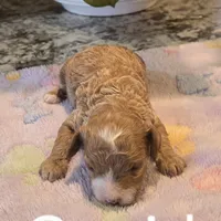 AKC Cupid, a male Poodle - Toy  for sale in Elnora, IN – Photo 1 of 7