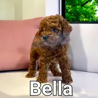 AKC Bella pending, a female Poodle - Toy  for sale in Elnora, IN – Photo 1 of 5