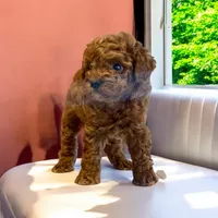 AKC Bella pending, a female Poodle - Toy  for sale in Elnora, IN – Photo 4 of 5