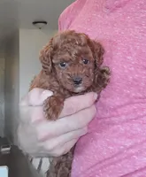 AKC Bella pending, a female Poodle - Toy  for sale in Elnora, IN – Photo 2 of 5