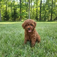 AKC Maya, a female Poodle - Toy  for sale in Elnora, IN – 3 of 4