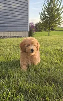 AKC Bear, a male Poodle - Toy  for sale in Elnora, IN – 3 of 5
