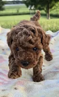 AKC Roxie, a female Poodle - Toy  for sale in Elnora, IN – 2 of 7