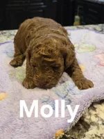 AKC Molly pending, a female Poodle - Toy  for sale in Elnora, IN – Photo 1 of 4