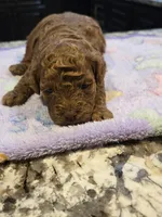 AKC Molly pending, a female Poodle - Toy  for sale in Elnora, IN – Photo 2 of 4