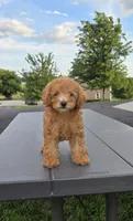 AKC Amber, a female Poodle - Toy  for sale in Elnora, IN – 2 of 3