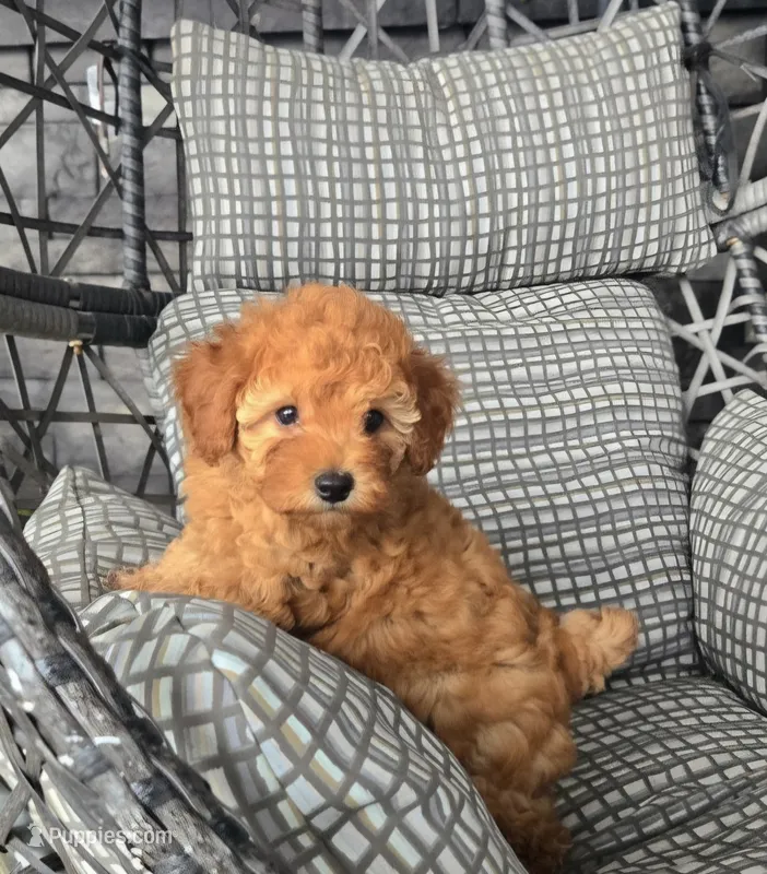 AKC Mav – Poodle - Toy  puppy for sale in Elnora, IN