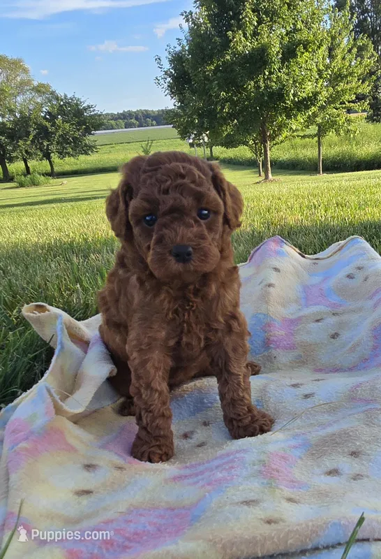 AKC Maya – Poodle - Toy  puppy for sale in Elnora, IN
