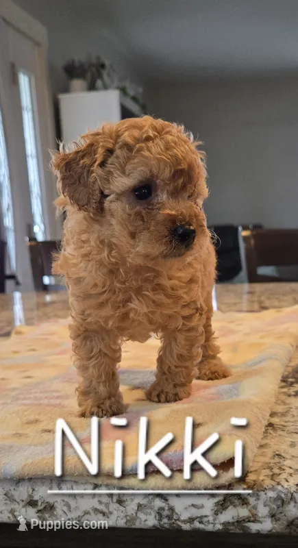 AKC Nikki – Poodle - Toy  puppy for sale in Elnora, IN