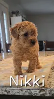 AKC Nikki, a female Poodle - Toy  for sale in Elnora, IN – 1 of 2