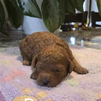 AKC Barron, a male Poodle - Toy  for sale in Elnora, IN – Photo 2 of 2