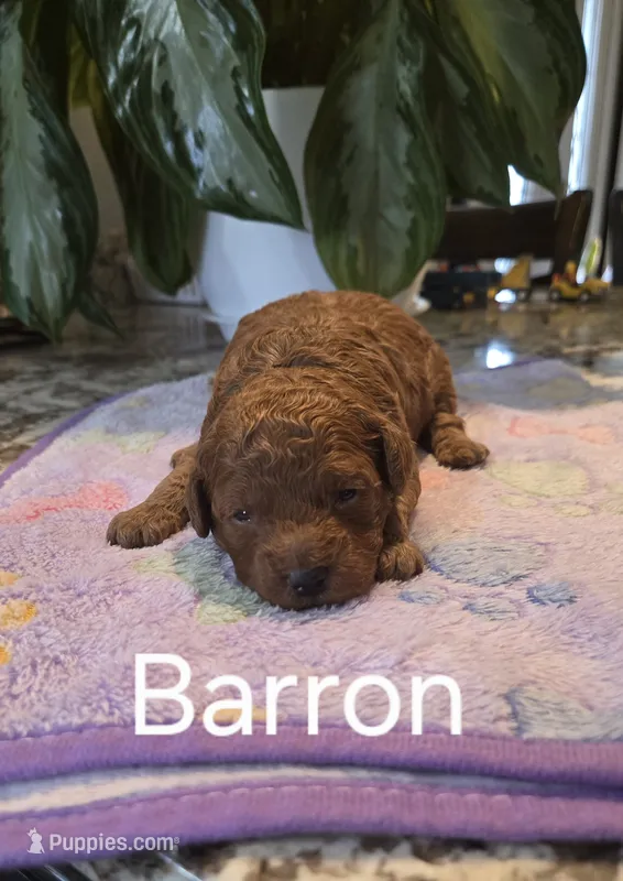 AKC Barron