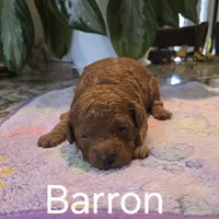 AKC Barron, a male Poodle - Toy  for sale in Elnora, IN – Photo 1 of 2
