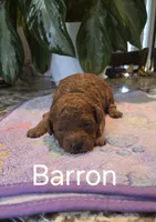 AKC Barron, a male Poodle - Toy  for sale in Elnora, IN – Photo 1 of 2
