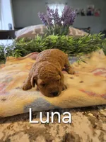 AKC Luna, a female Poodle - Toy  for sale in Elnora, IN – Photo 2 of 4