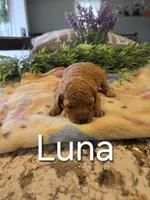 AKC Luna, a female Poodle - Toy  for sale in Elnora, IN – Photo 3 of 4