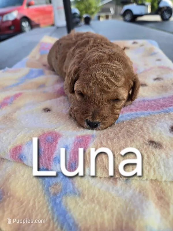 AKC Luna