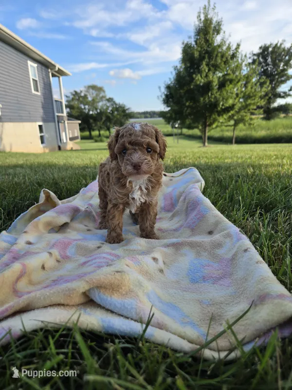 AKC Roscoe – Poodle - Toy  puppy for sale in Elnora, IN