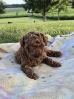 AKC Roxie, a female Poodle - Toy  for sale in Elnora, IN – 3 of 7