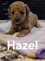 AKC Hazel pending, a female Poodle - Toy  for sale in Elnora, IN – Photo 2 of 4