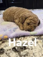 AKC Hazel pending, a female Poodle - Toy  for sale in Elnora, IN – Photo 1 of 4