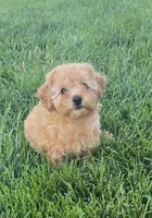 AKC Nikki, a female Poodle - Toy  for sale in Elnora, IN – 3 of 4