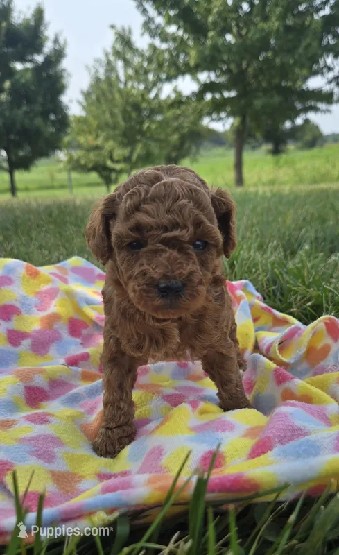 AKC Roxie – Poodle - Toy  puppy for sale in Elnora, IN