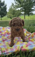 AKC Roxie, a female Poodle - Toy  for sale in Elnora, IN – 5 of 7