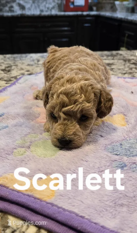 AKC Scarlot pending