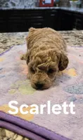 AKC Scarlot pending, a female Poodle - Toy  for sale in Elnora, IN – Photo 1 of 5