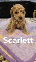 AKC Scarlot pending, a female Poodle - Toy  for sale in Elnora, IN – Photo 2 of 5