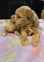 AKC Scarlot pending, a female Poodle - Toy  for sale in Elnora, IN – Photo 3 of 5