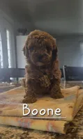 AKC Boone, a male Poodle - Toy  for sale in Elnora, IN – 1 of 2