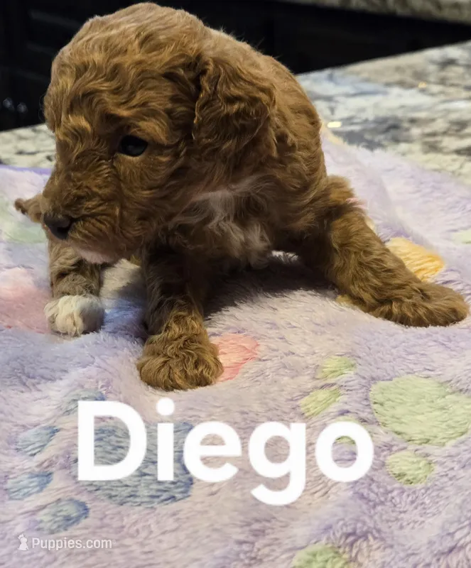 AKC Diego pending