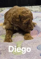 AKC Diego pending, a male Poodle - Toy  for sale in Elnora, IN – Photo 2 of 4