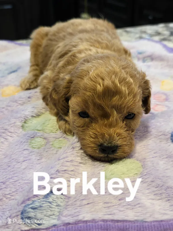 AKC Barkley pending