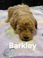 AKC Barkley pending, a male Poodle - Toy  for sale in Elnora, IN – Photo 2 of 4
