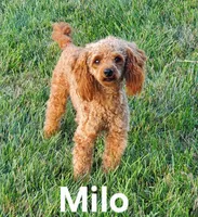 AKC Barkley pending, a male Poodle - Toy  for sale in Elnora, IN – Photo 4 of 4