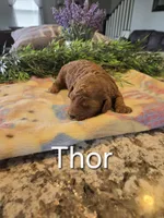 AKC Thor, a male Poodle - Toy  for sale in Elnora, IN – Photo 5 of 7