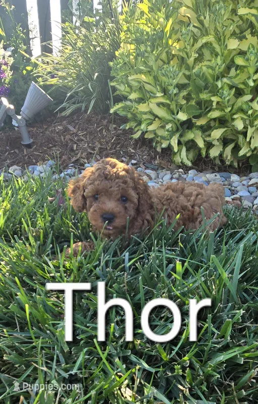 AKC Thor